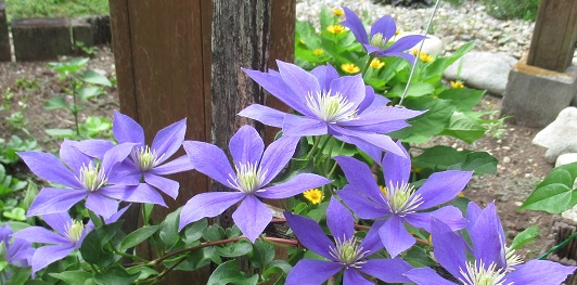 里山の暮らし