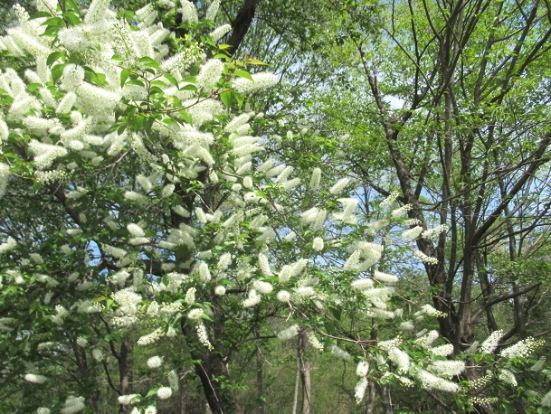 里山の暮らし